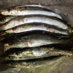 南紀カマスゲーム