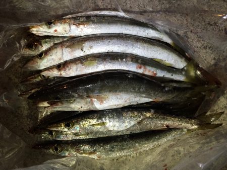 南紀カマスゲーム