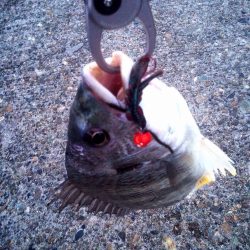 真冬のチニング