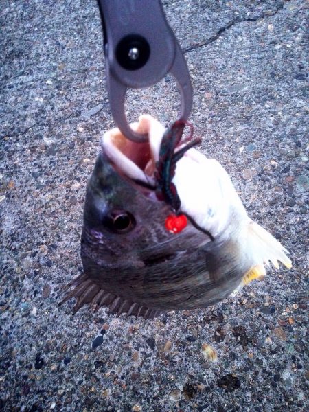 真冬のチニング