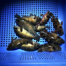 りんくう　プラグ爆釣‼︎