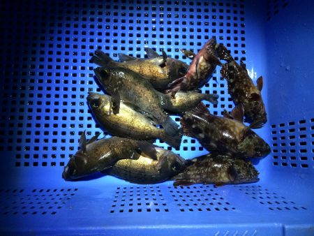 りんくう　プラグ爆釣‼︎