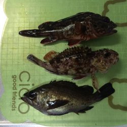 樽井漁港　メバリングで久々安打