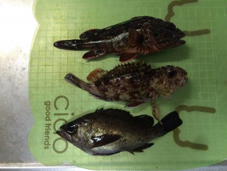 樽井漁港　メバリングで久々安打