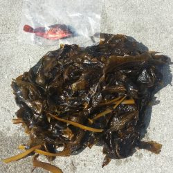 おのころ愛ランド周辺　根魚狙い！  夜釣り。