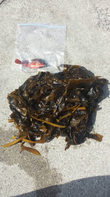 おのころ愛ランド周辺　根魚狙い！  夜釣り。