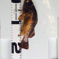 深日漁港 3度目の正直でメバリング釣行