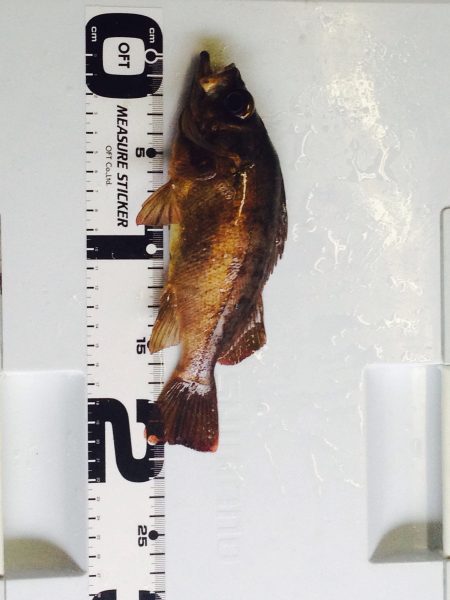 深日漁港 3度目の正直でメバリング釣行