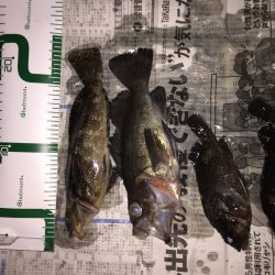 ボラ祭り&嬉しい外道