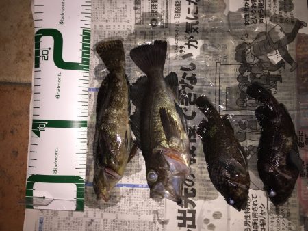 ボラ祭り&嬉しい外道