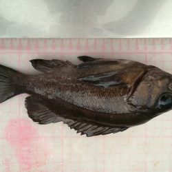 ヤリイカからメバル