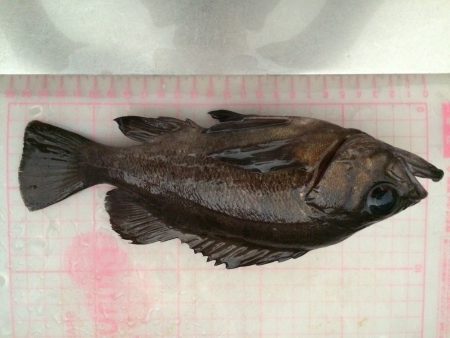 ヤリイカからメバル