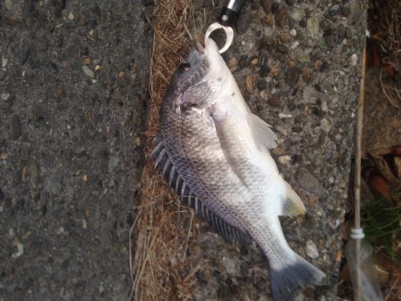 真冬のチニング