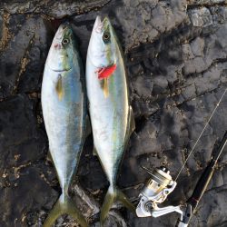志原の磯でハマチ2本