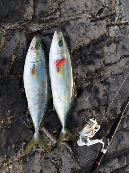 志原の磯でハマチ2本