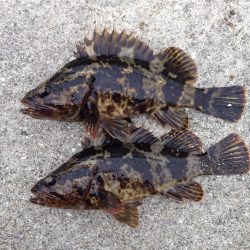 久しぶりの釣行で、何とかボウズは免れました。