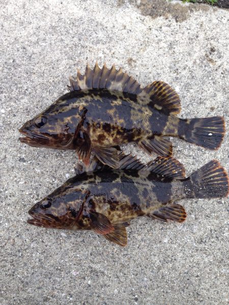 久しぶりの釣行で、何とかボウズは免れました。