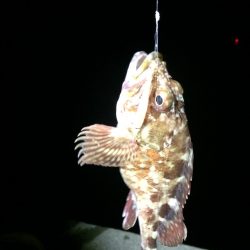 根魚 夜釣り 爆釣‼️