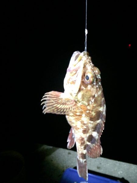 根魚 夜釣り 爆釣‼️
