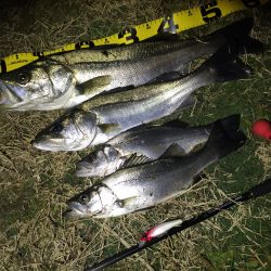 リバーシーバス