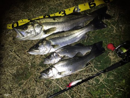 リバーシーバス