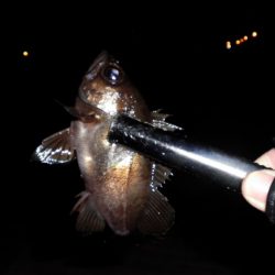 前回の釣行とはうってかわって・・・