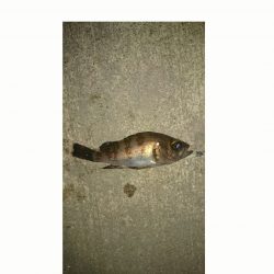 東二見人工島メバリング