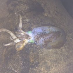 満月大潮！？超爆風！ヤエン釣行