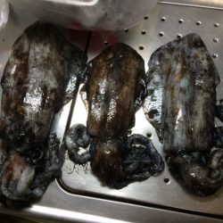 南紀ヤエン釣行！