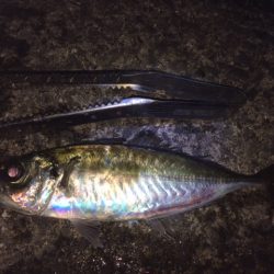 紀ノ川河口　夜釣り！