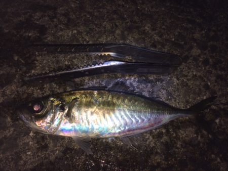 紀ノ川河口　夜釣り！