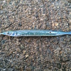 朝まずめのサヨリ！