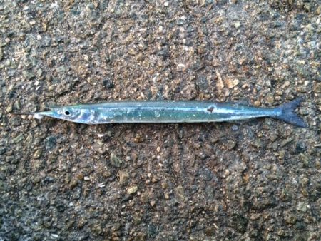 朝まずめのサヨリ！