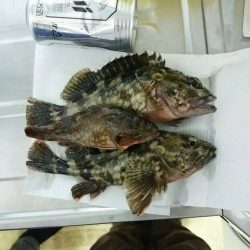 元島周辺、ワームでガシラ！