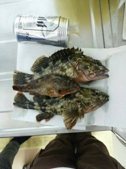 元島周辺、ワームでガシラ！