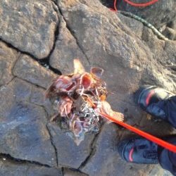 白浜でガシラ好調