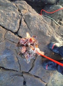 白浜でガシラ好調