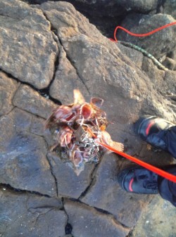 白浜でガシラ好調