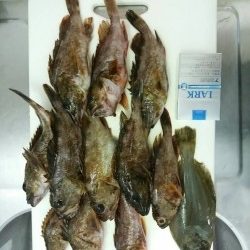 田辺文里にてワームでガシラの釣果