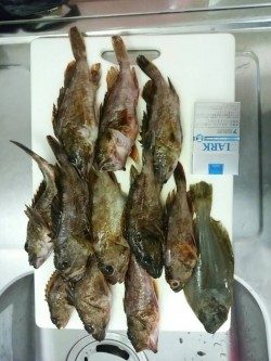 田辺文里にてワームでガシラの釣果