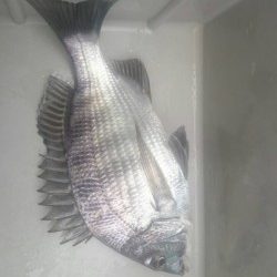 芳養（はや）堤防、エビ撒きでチヌが釣れています