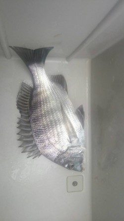 芳養（はや）堤防、エビ撒きでチヌが釣れています