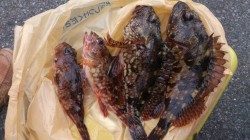 天神崎にてフカセでガシラ