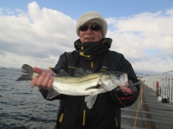 尼崎市立魚つり公園　エビ撒きでハネ＆セイゴ…