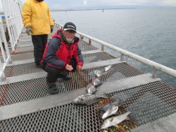 尼崎市立魚つり公園　エビ撒きで良型ハネ&a…