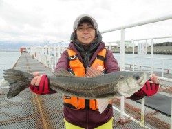 尼崎市立魚つり公園　エビ撒きで良型ハネ&チヌ爆釣！