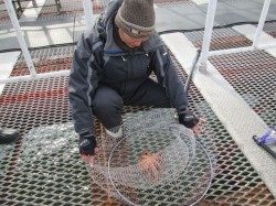 尼崎市立魚つり公園　チヌとセイゴ、ほかタコの姿も