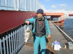 尼崎市立魚つり公園 チヌ6枚にセイゴとウミタナゴの釣果