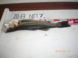 姫路市立遊魚センター シラサのウキ釣りでハネ47cm