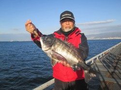 朝一の一投目で５２ｃｍのチヌ！尼崎市立魚つり公園